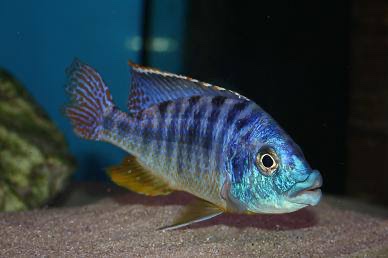 Protomelas ornatus 'Chilumba'